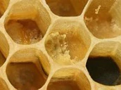 Apis Mellifera Carnica Comb