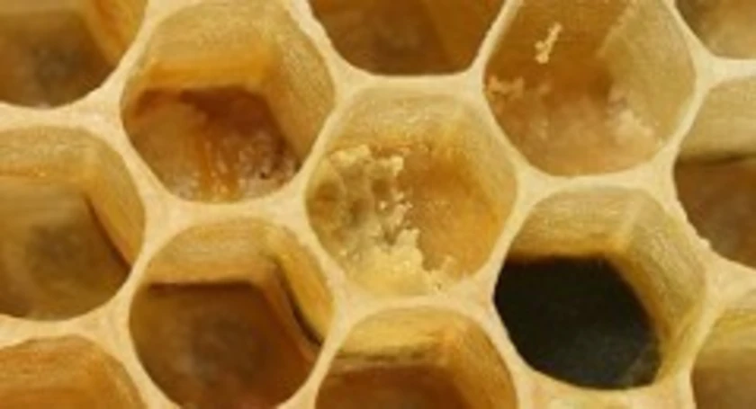 800px apis mellifera carnica comb