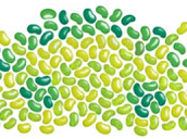 Jelly Beans