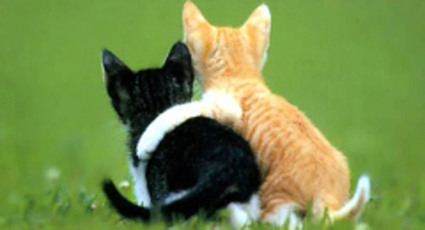 Friendship