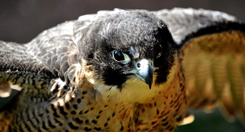 Peregrine falcon