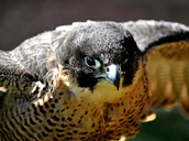 Peregrine Falcon