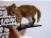 Sony Xperia Zu Togari