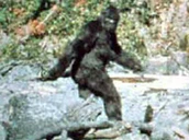 Bigfoot