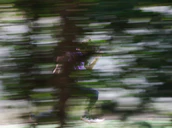 Run
