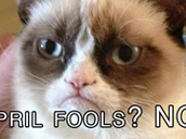 April Fools Grumpy Cat