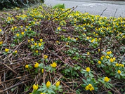 Foto geschoten met de Google Pixel 7a