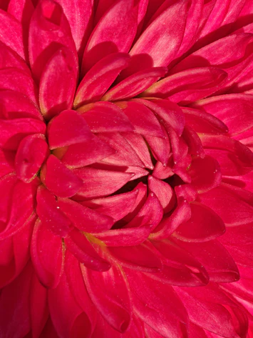 Oppo Find N5 Camera Sample Macro