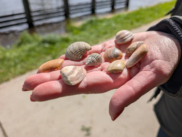 Voorbeeld camerafoto Google Pixel 10 Pro - schelpen