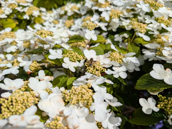 Voorbeeld camerafoto Google Pixel 10 Pro - bloemen
