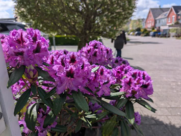 Voorbeeld camerafoto Google Pixel 10 Pro - bloemen met bokeh