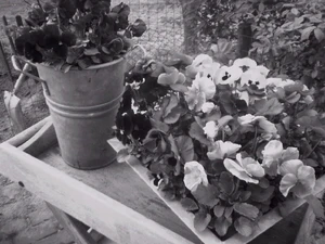 1152x864 grijswaarden