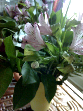 1200x1600 macro aan 01