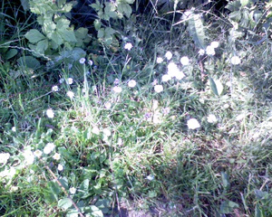 1280x1024 diverse 02