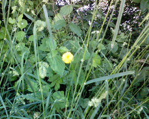 1280x1024 diverse 04