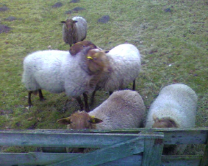 1280x1024 diverse 10