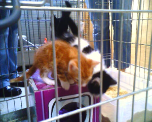 1280x1024 diversen 01