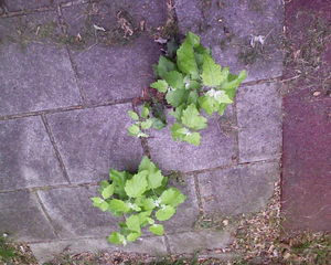 1280x1024 flip horisontell