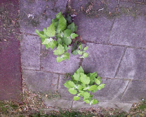 1280x1024 flip a través de vertical