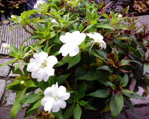 1280x1024 willekeurig 02