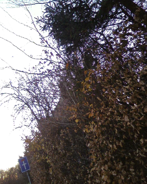 1280x1024 zufällig 03