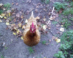 1280x1024 willekeurig 05