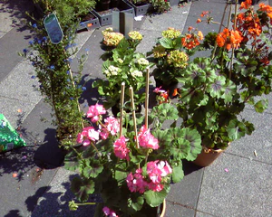 1280x1024 aléatoire 12