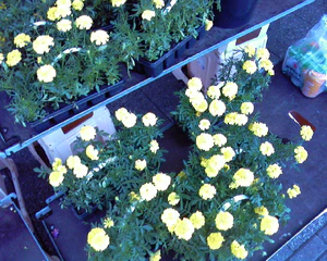 1280x1024 aléatoire 13