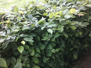 1280x960 Helligkeit 1