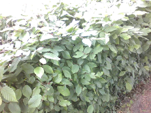 1280x960 b right side ness Plus1