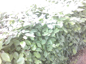 1280x960 helderheid Plus2