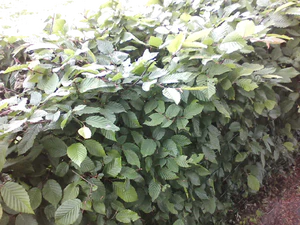 1280x960 helderheid 0