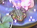 128x96 hoogwaardig 5xzoom