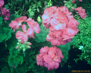 1600x1200 diverse 03