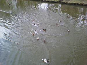 1600x1200 diverse 08