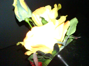 1600x1200 flower flash