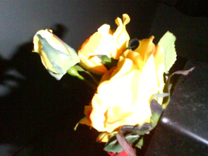 1600x1200 flower mxe 60 addon flash