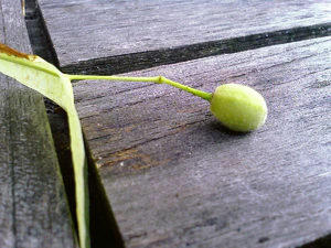 1600x1200 macro 08
