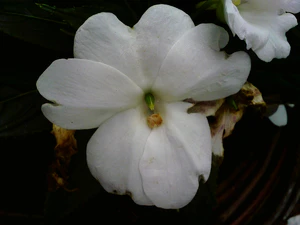 1600x1200 macro 11
