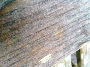 1600x1200 macro 13