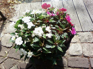 1600x1200 aléatoire 02