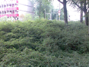 1600x1200 zufällig 03