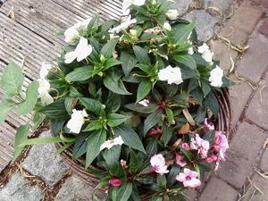 1600x1200 al azar 04