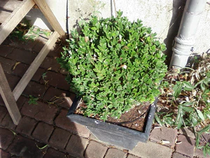 1600x1200 willekeurig 06