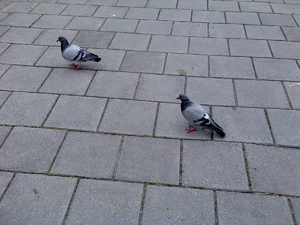 1600x1200 willekeurig 06