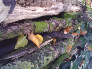 1600x1200 willekeurig 07