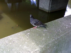 1600x1200 willekeurig 15