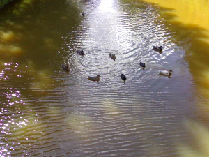 1600x1200 willekeurig 19