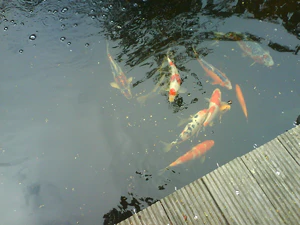 1600x1200 willekeurig 20