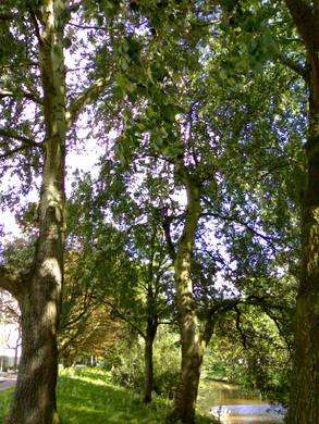 1600x1200 willekeurig 20